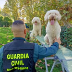Servicio cinológico. Unidad canina de la Guardia Civil
